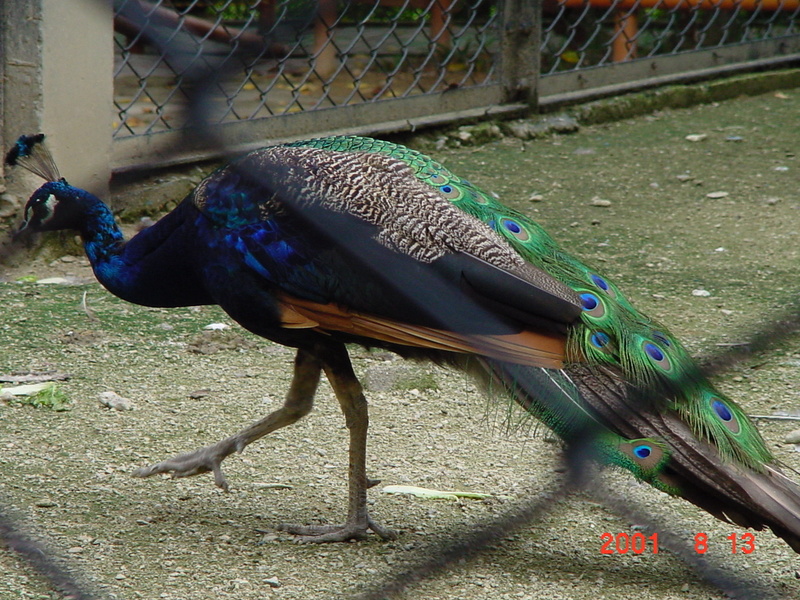 Indian Peacock - blue peafowl (Pavo cristatus); DISPLAY FULL IMAGE.
