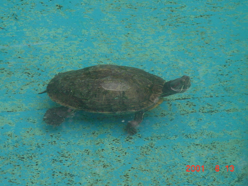 Red-eared slider turtle; DISPLAY FULL IMAGE.