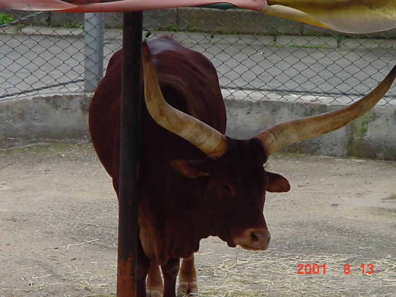 Long-horned cattle; DISPLAY FULL IMAGE.