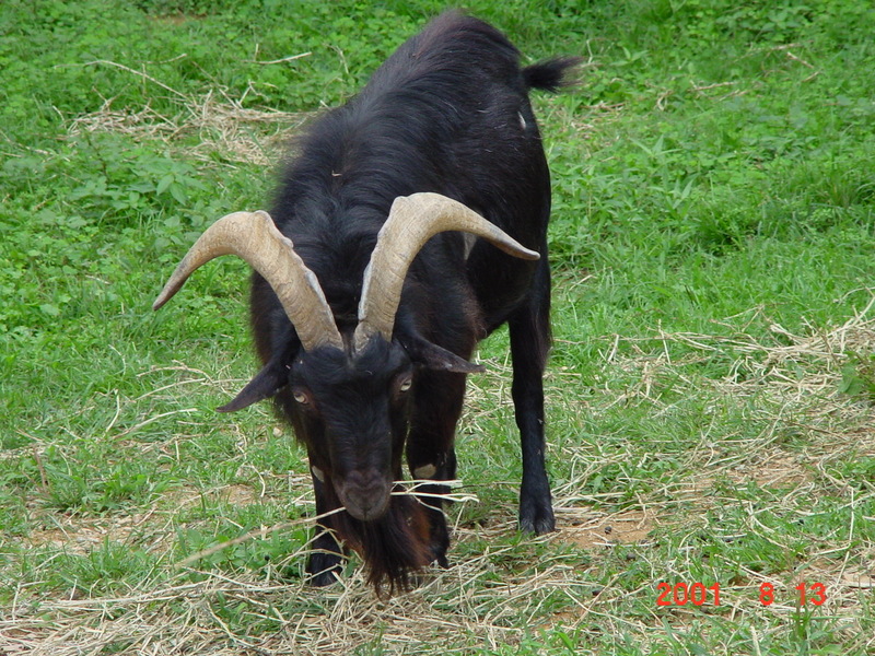Black goat; DISPLAY FULL IMAGE.
