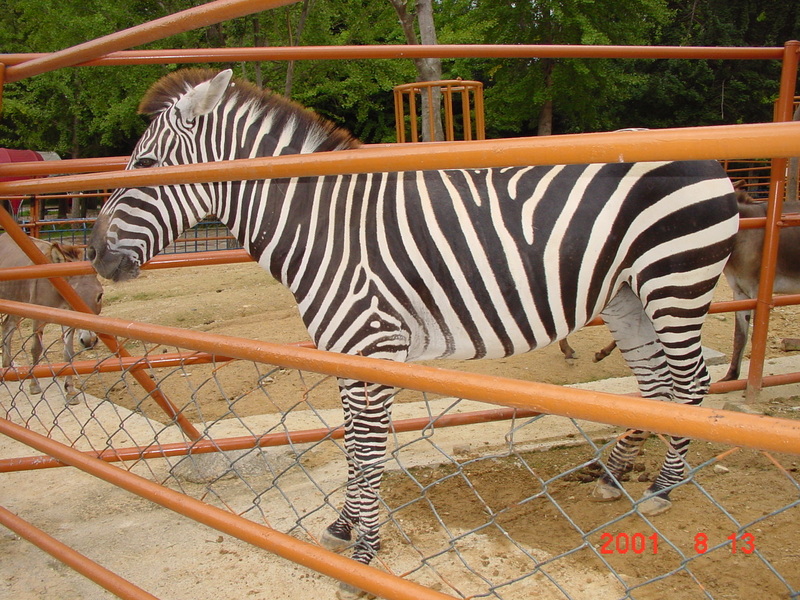 zebra; DISPLAY FULL IMAGE.