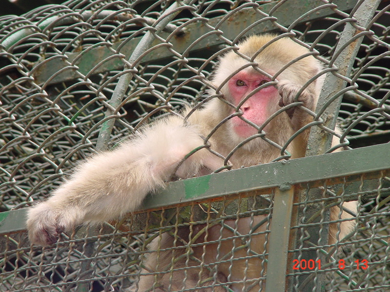 Japanese Monkey {!-- 일본원숭이 -->; DISPLAY FULL IMAGE.