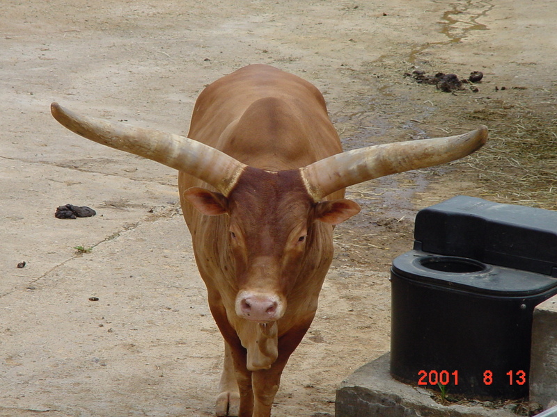 Long-horned Cattle; DISPLAY FULL IMAGE.