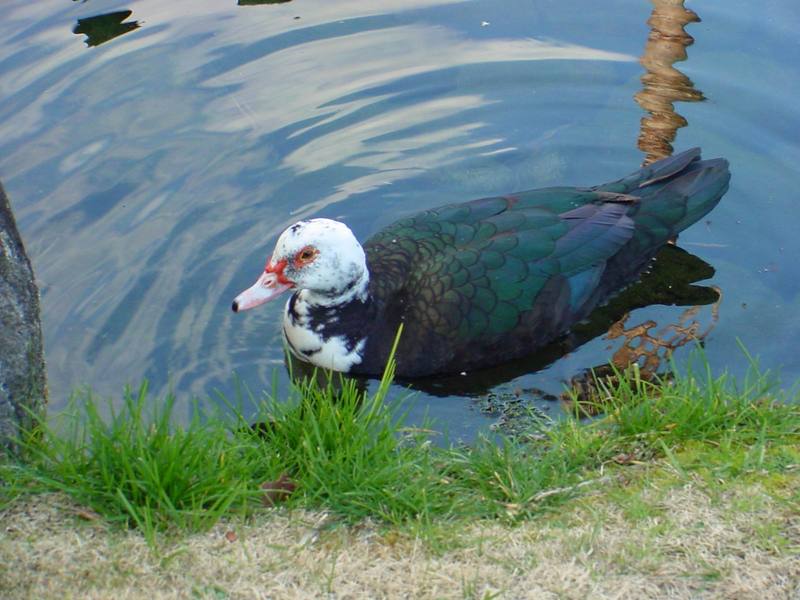 Muscovy duck; DISPLAY FULL IMAGE.