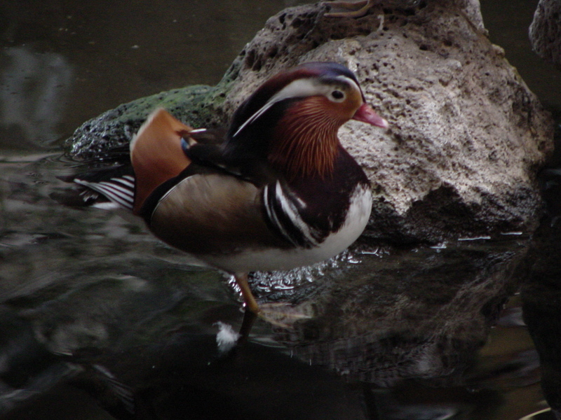 Mandarin duck (male); DISPLAY FULL IMAGE.