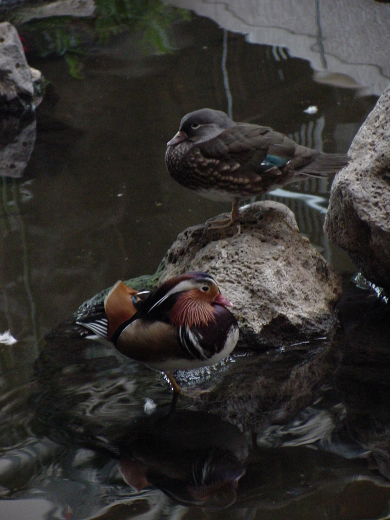 Mandarin ducks (pair); DISPLAY FULL IMAGE.