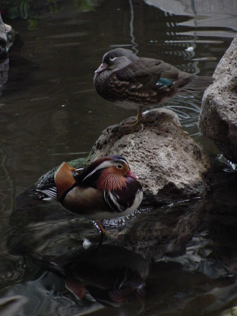 Mandarin ducks (pair); DISPLAY FULL IMAGE.