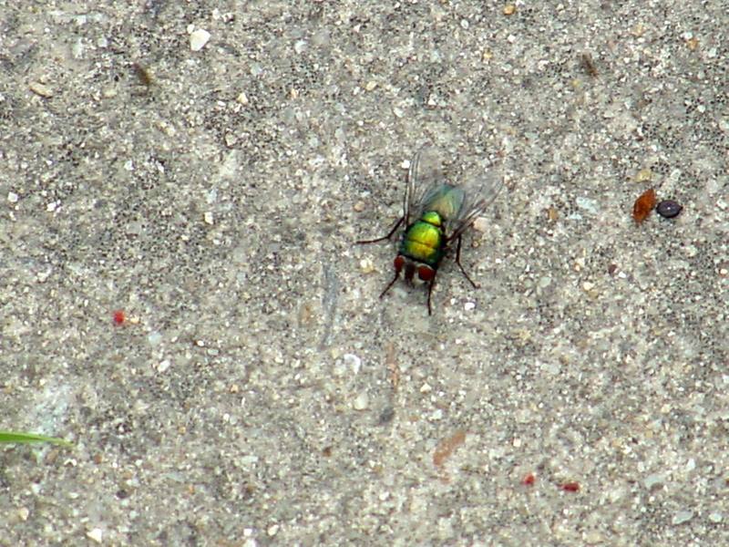 Eurasian Greenbottle (Blowfly); DISPLAY FULL IMAGE.