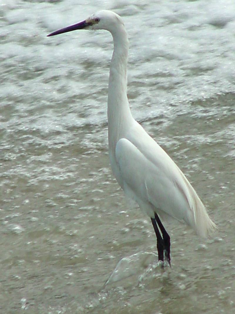 Great Egret; DISPLAY FULL IMAGE.
