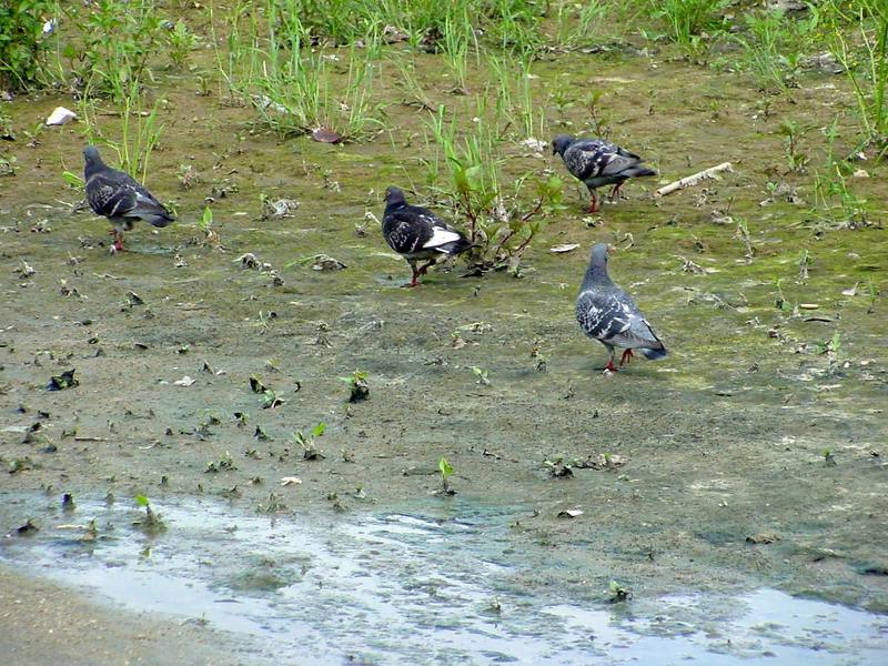 Feral pigeons; DISPLAY FULL IMAGE.