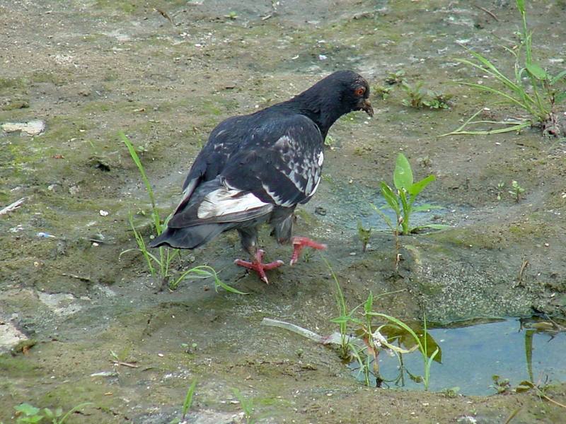 Feral pigeon; DISPLAY FULL IMAGE.