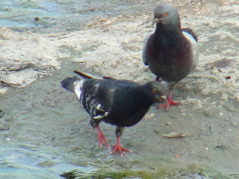 Feral pigeons; DISPLAY FULL IMAGE.