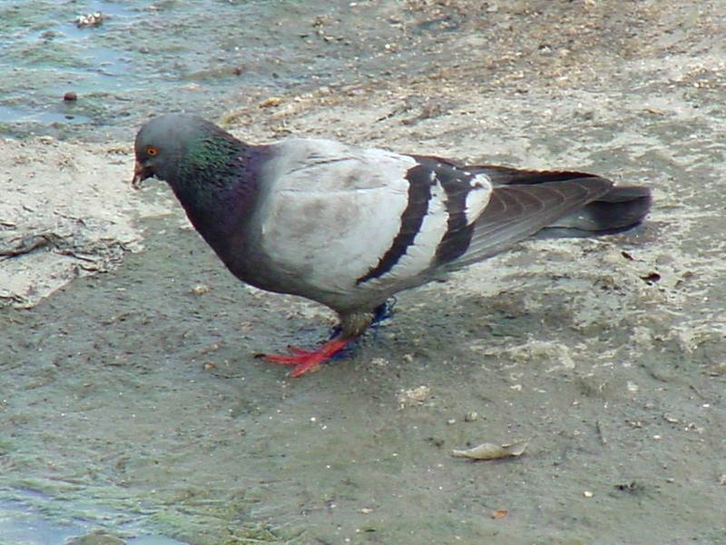Feral pigeon; DISPLAY FULL IMAGE.