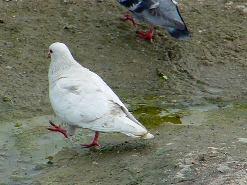 White pigeon; DISPLAY FULL IMAGE.