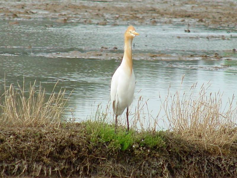 Cattle egret; DISPLAY FULL IMAGE.
