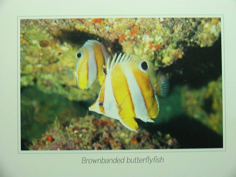 Brown-banded Butterflyfish (Chaetodon modestus) {!--세동가리돔-->; DISPLAY FULL IMAGE.
