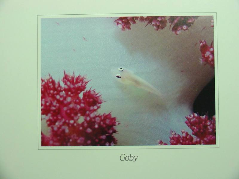 (White Coral) Ghost Goby on soft coral; DISPLAY FULL IMAGE.