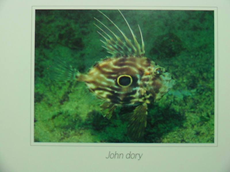 John Dory - Zeus faber (달고기); DISPLAY FULL IMAGE.