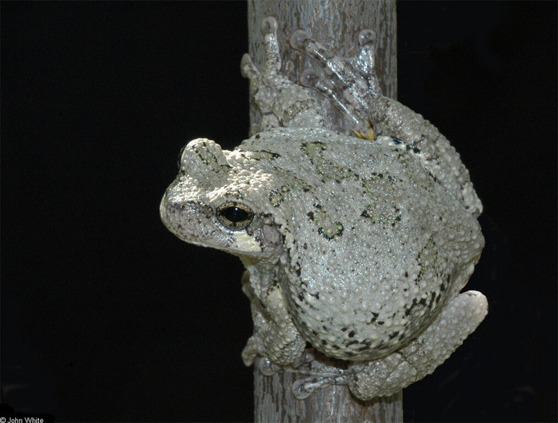 A few treefrogs - Cope's Gray Treefrog (Hyla chrysoscelis) 036nc.jpg; DISPLAY FULL IMAGE.