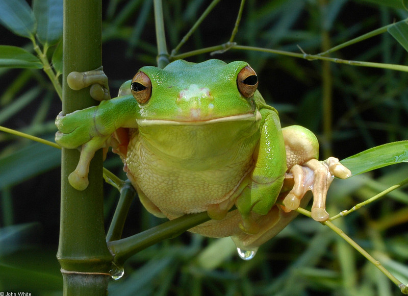 A few treefrogs- Gaint or White-lipped Treefrog (Litoria infrafrenata); DISPLAY FULL IMAGE.