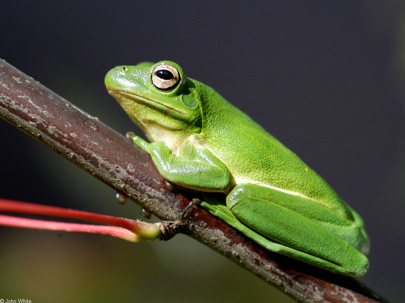 A few treefrogs - Green Treefrog (Hyla cinerea)060; DISPLAY FULL IMAGE.