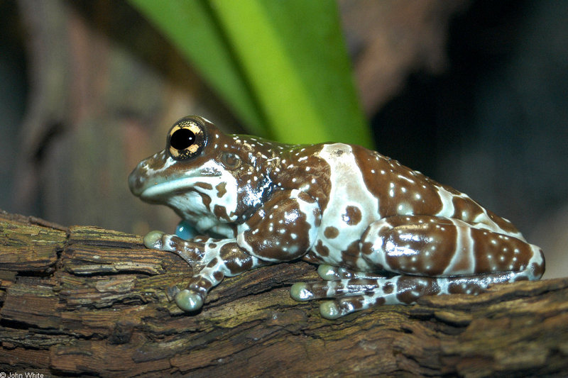 A few treefrogs - Milky Treefrog (Phrynohyas resinifictrix)2; DISPLAY FULL IMAGE.