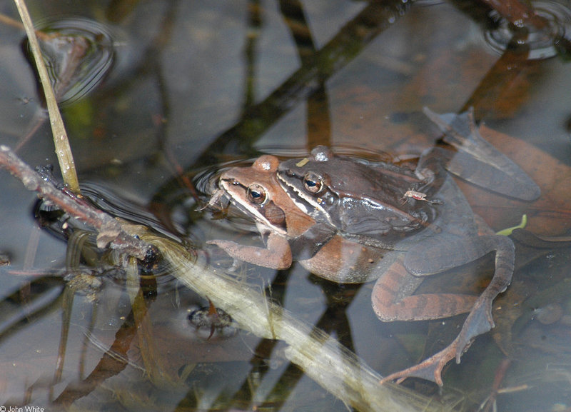 Wood Frogs (Rana sylvatica); DISPLAY FULL IMAGE.