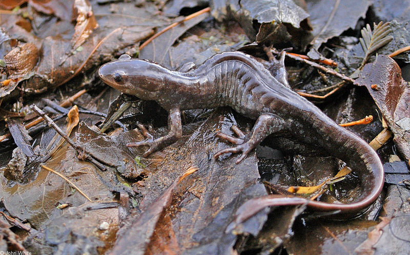 Jefferson Salamander (Ambystoma jeffersonianum); DISPLAY FULL IMAGE.