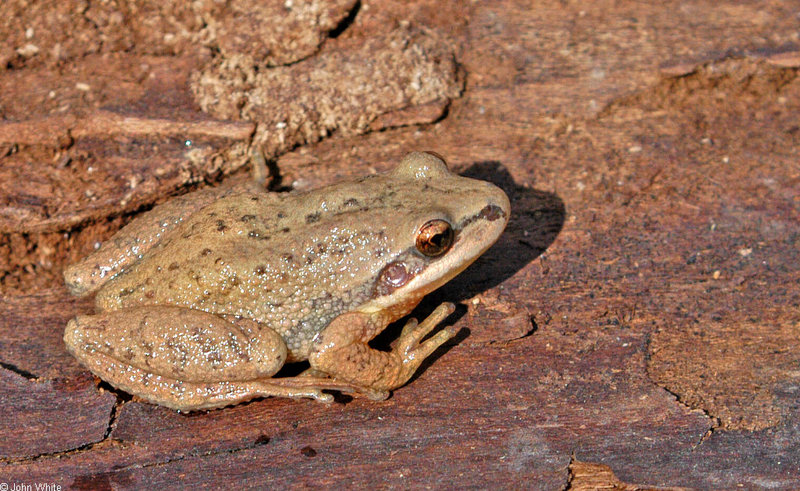 mics critters - Upland Chorus Frog (Pseudacris feriarum feriarum)100; DISPLAY FULL IMAGE.