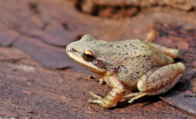 mics critters - Upland Chorus Frog (Pseudacris feriarum feriarum)103; DISPLAY FULL IMAGE.