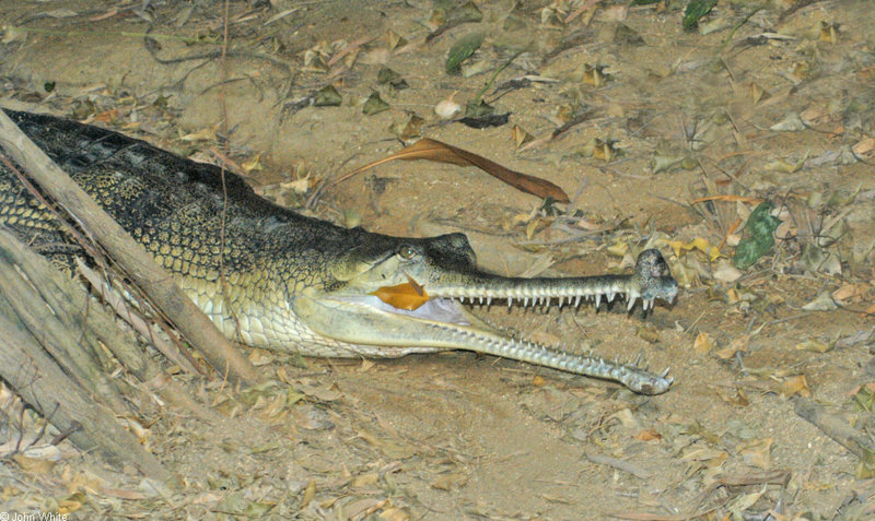 mics critters - gharial1.jpg; DISPLAY FULL IMAGE.