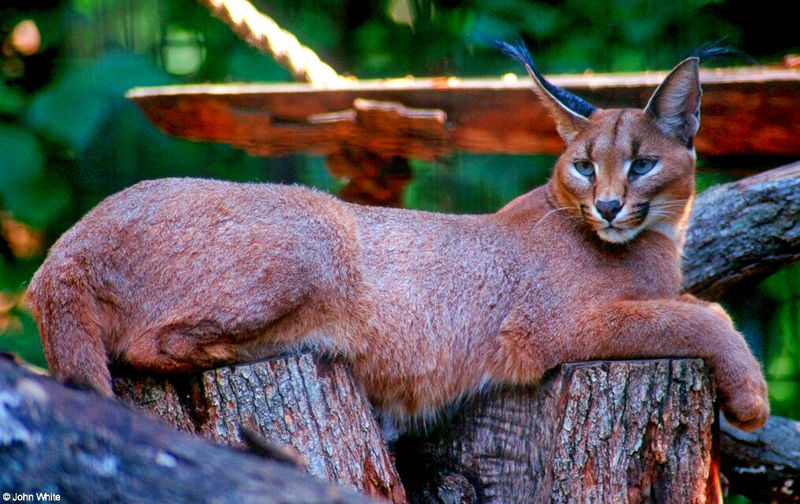 wild cats - Caracal Lynx (Caracal caracal damarensis); DISPLAY FULL IMAGE.
