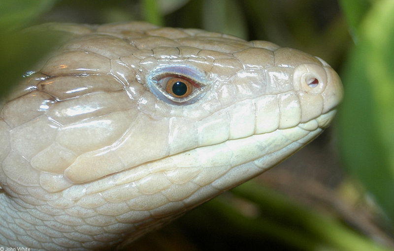 Misc critters - Northern Blue Tongue Skink (Tiliqua scincoides intermedia)001; DISPLAY FULL IMAGE.