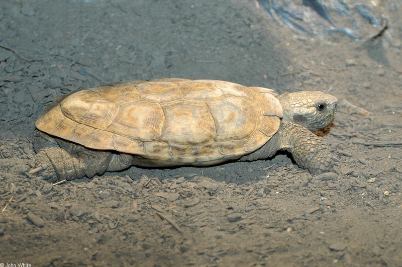 Misc critters - Pancake Tortoise (Malacochersus tornieri)001; DISPLAY FULL IMAGE.