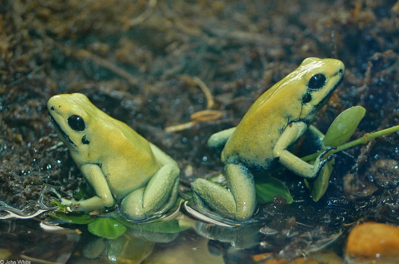 Misc critters - Golden Poison Frog (Phyllobates terribilis); DISPLAY FULL IMAGE.