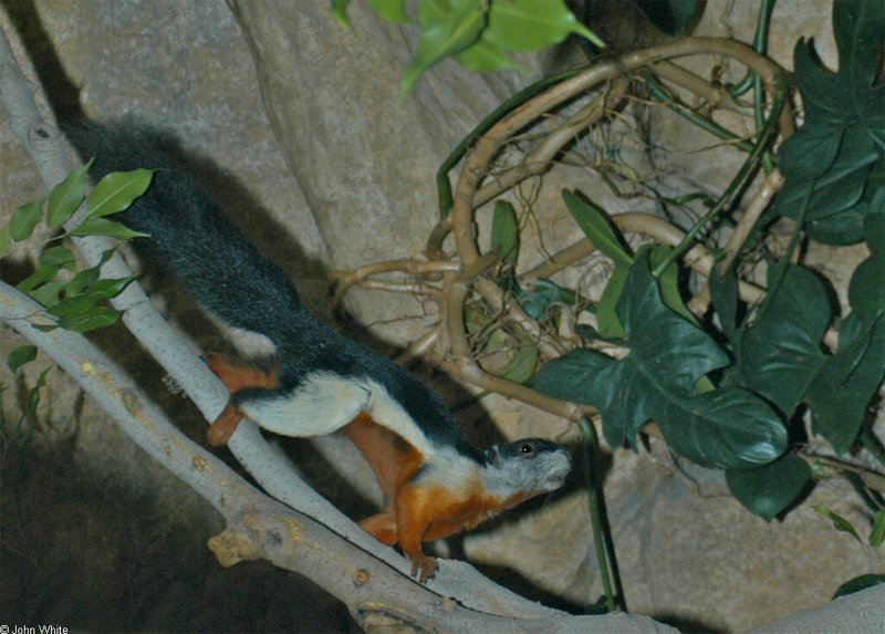 Prevost's Squirrel (Callosciurus prevosti); DISPLAY FULL IMAGE.