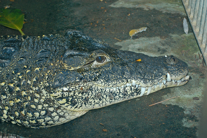 Misc critters - Cuban Crocodile (Crocodylus rhombifer)001; DISPLAY FULL IMAGE.