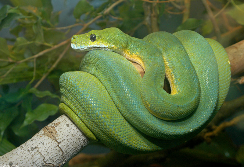 Python in the Mist - green tree python (Morelia viridis); DISPLAY FULL IMAGE.