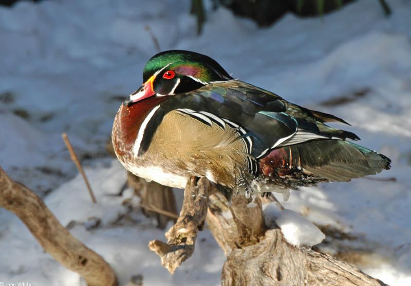 A few misc. critters - wood duck 1000sm; DISPLAY FULL IMAGE.