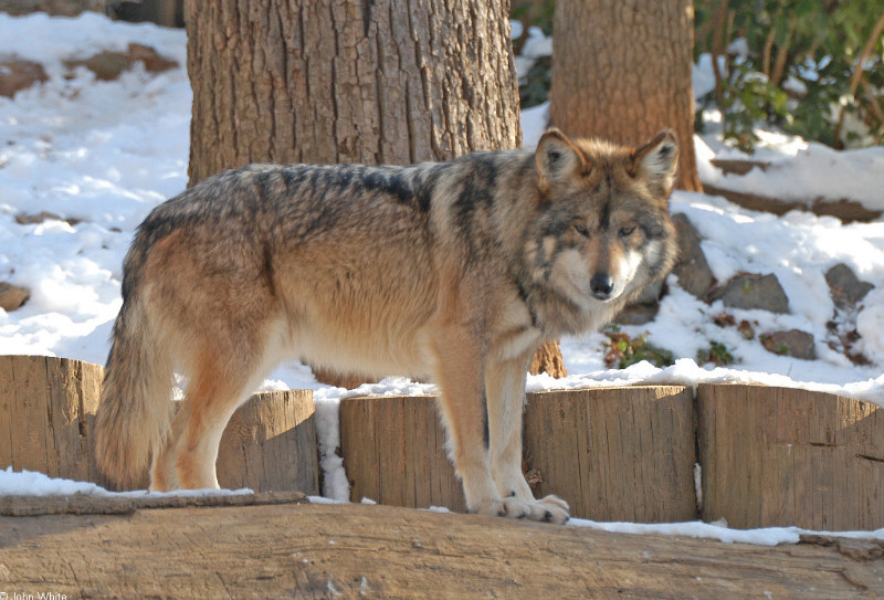 A few misc. critters - Mexican Wolf (Canis lupus baileyi)100_sm; DISPLAY FULL IMAGE.
