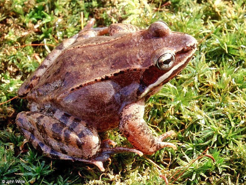 Wood frog; DISPLAY FULL IMAGE.