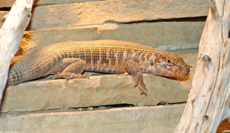 Some Critters - African Plated Lizard (Gerrhosaurus validus); DISPLAY FULL IMAGE.