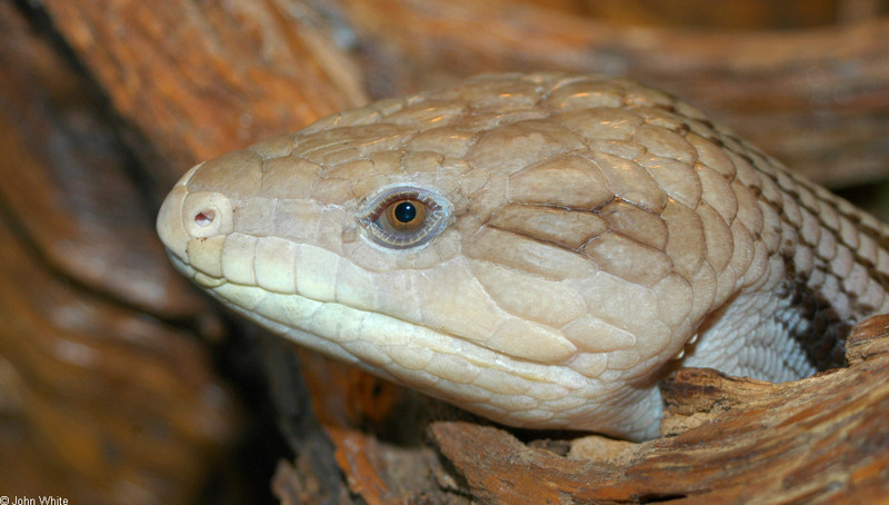 Some Critters - blue tongue skink.jpg (1/1); DISPLAY FULL IMAGE.