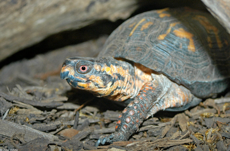 Some Critters - box turtle2; DISPLAY FULL IMAGE.
