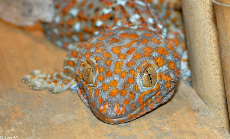 Some Critters - tokay gecko.jpg; DISPLAY FULL IMAGE.
