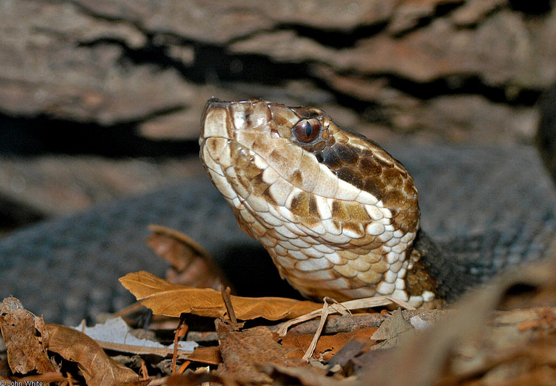 Some Critters - cottonmouth; DISPLAY FULL IMAGE.