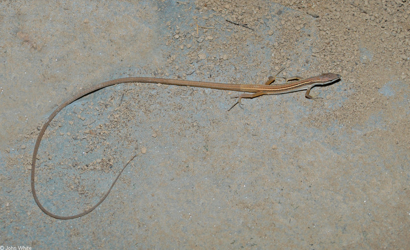 Some Critters - Asian Long-tailed Lizard (Takydromus sexlineatus)001; DISPLAY FULL IMAGE.