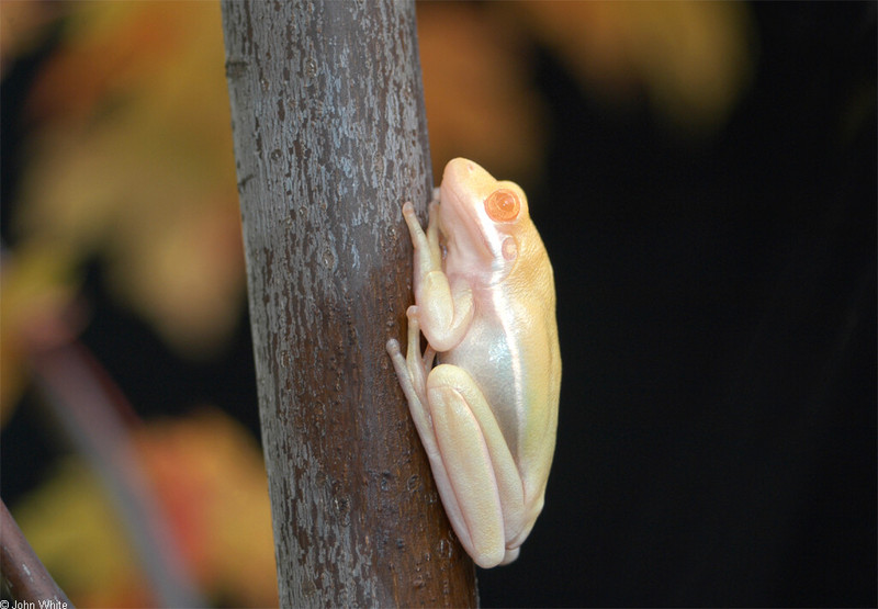 A few treefrogs - Albino Green Treefrog (Hyla cinerea)010; DISPLAY FULL IMAGE.