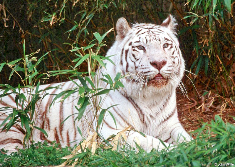 Wild cats (second attempt to post) - White Tiger02230; DISPLAY FULL IMAGE.