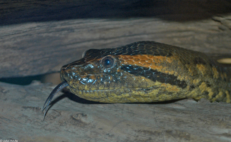 Green Anaconda (Eunectes murinus); DISPLAY FULL IMAGE.